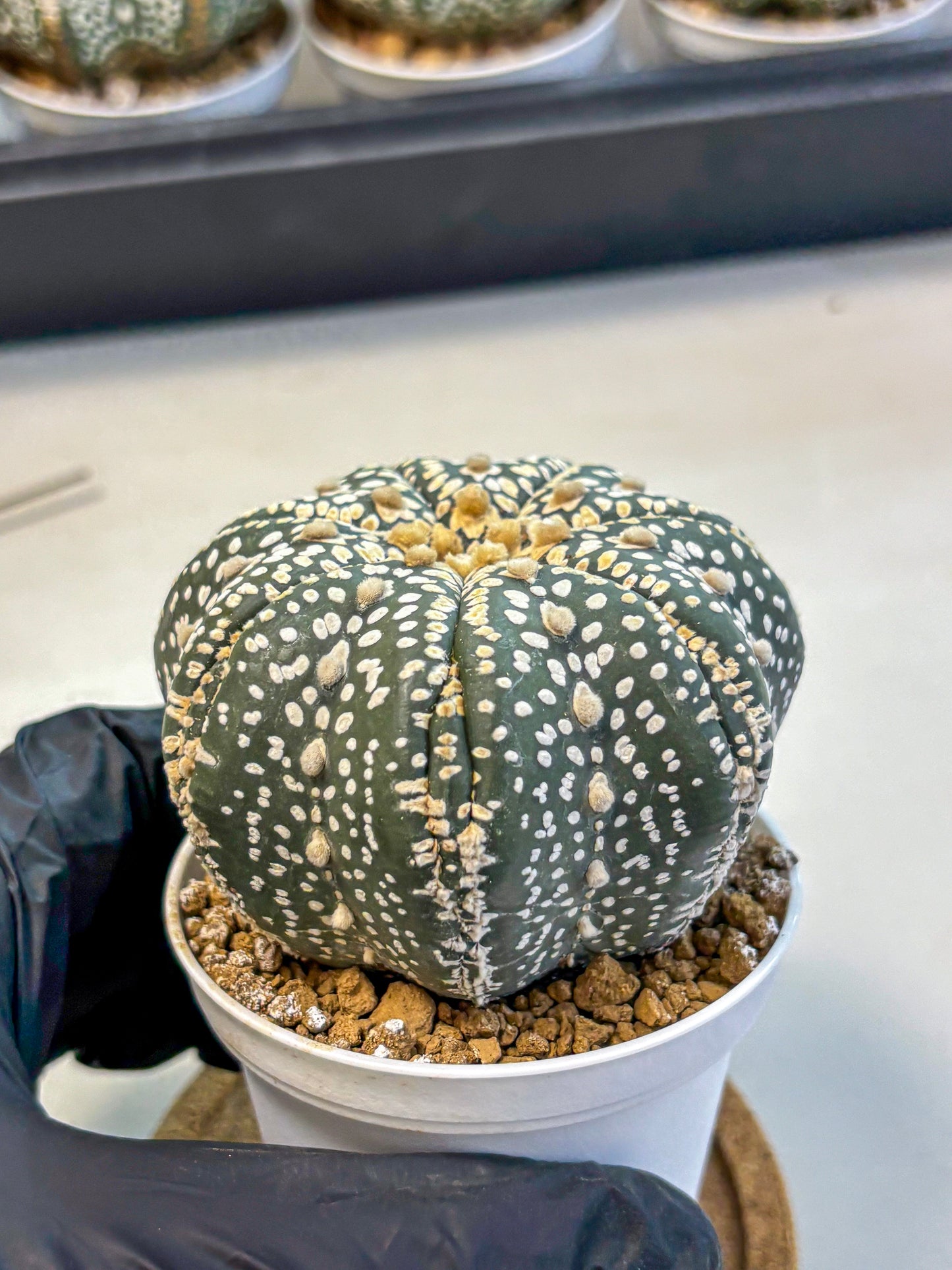 Astrophytum Super Kabuto (at10) (10) | sand dollar cactus