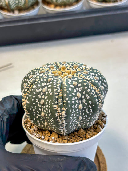 Astrophytum Super Kabuto (at10) (10) | sand dollar cactus