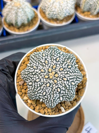 Astrophytum Star Shape (at3) (p4) | Very Rare Cactus