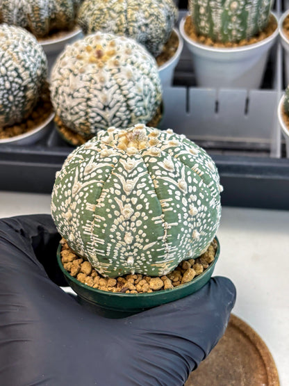Astrophytum V-Type (at6) (y4) | Rare Star Cactus