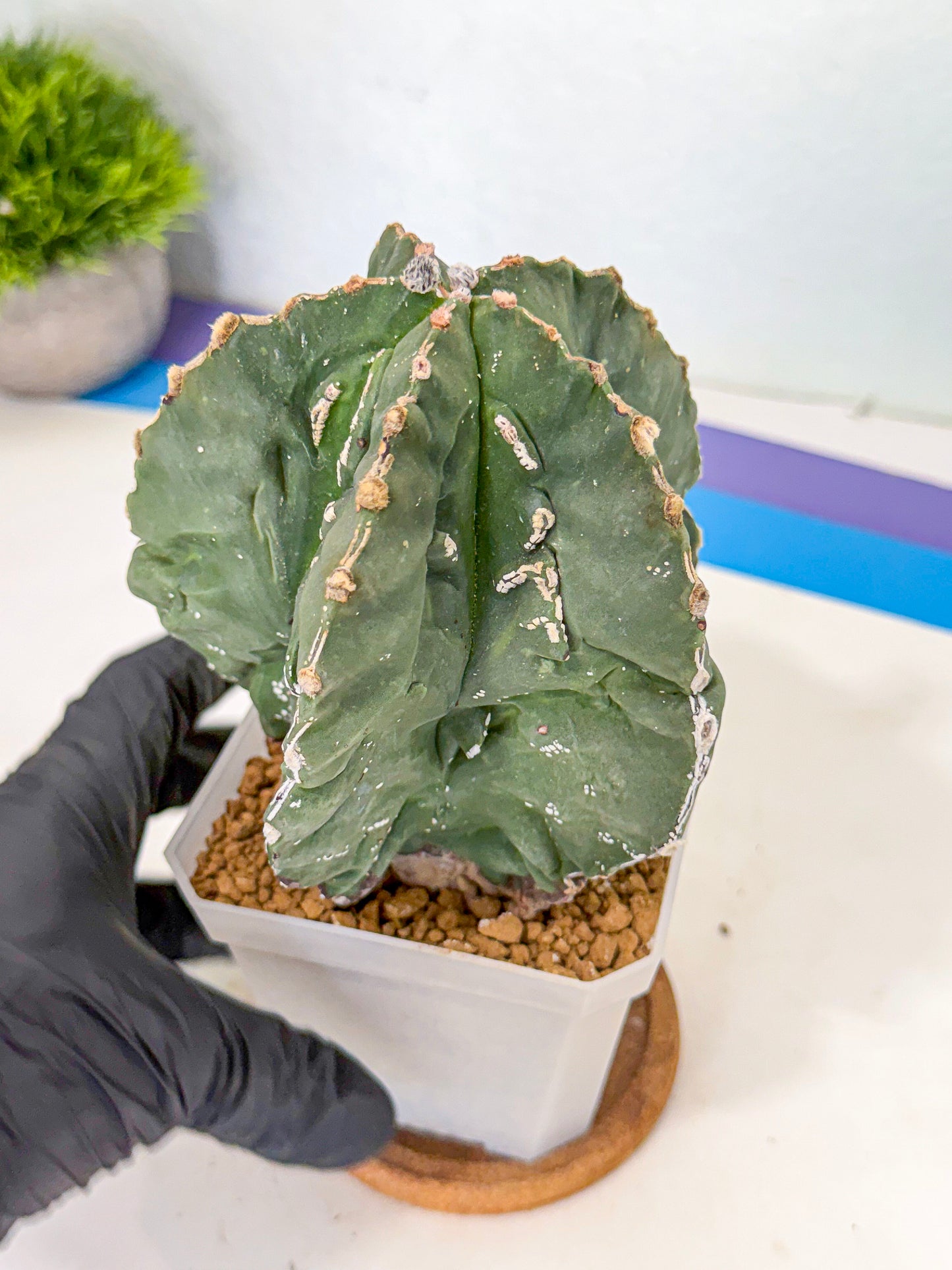 Astrophytum myriostigma 'Fukuryu' (yy) | Desert Plant