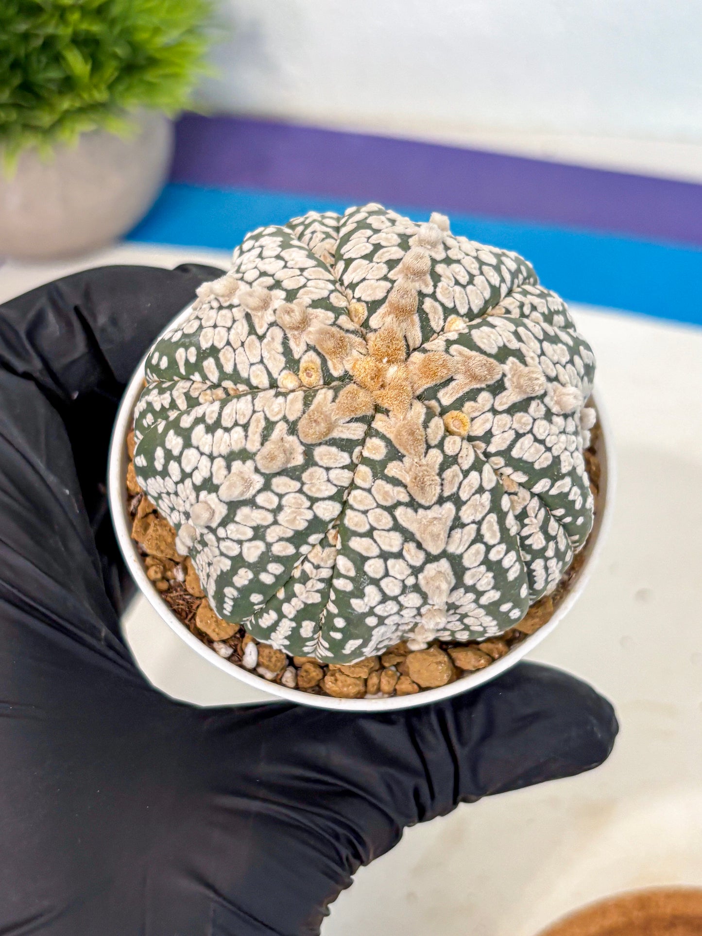 Astrophytum 5-Ribs (at7) (y7) | Living Rocks