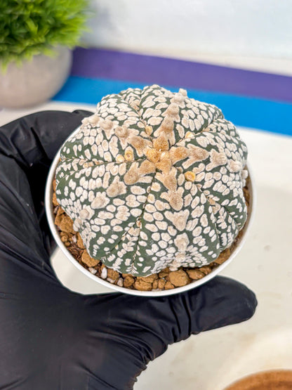 Astrophytum 5-Ribs (at7) (y7) | Living Rocks