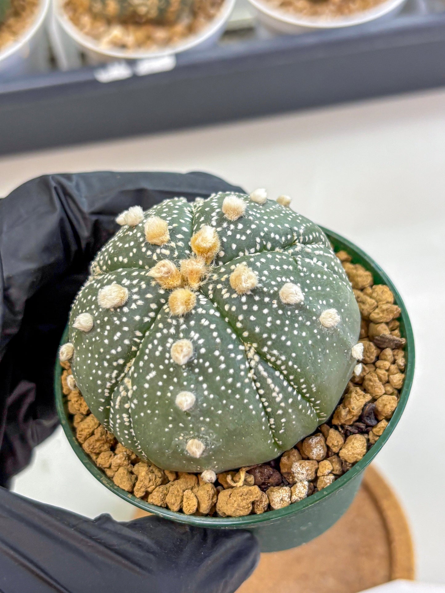 Astrophytum Fukuryu (at8) (09) | Rare Plant | Succulent Cactus