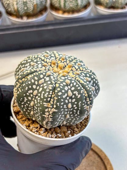 Astrophytum Super Kabuto (at10) (10) | sand dollar cactus