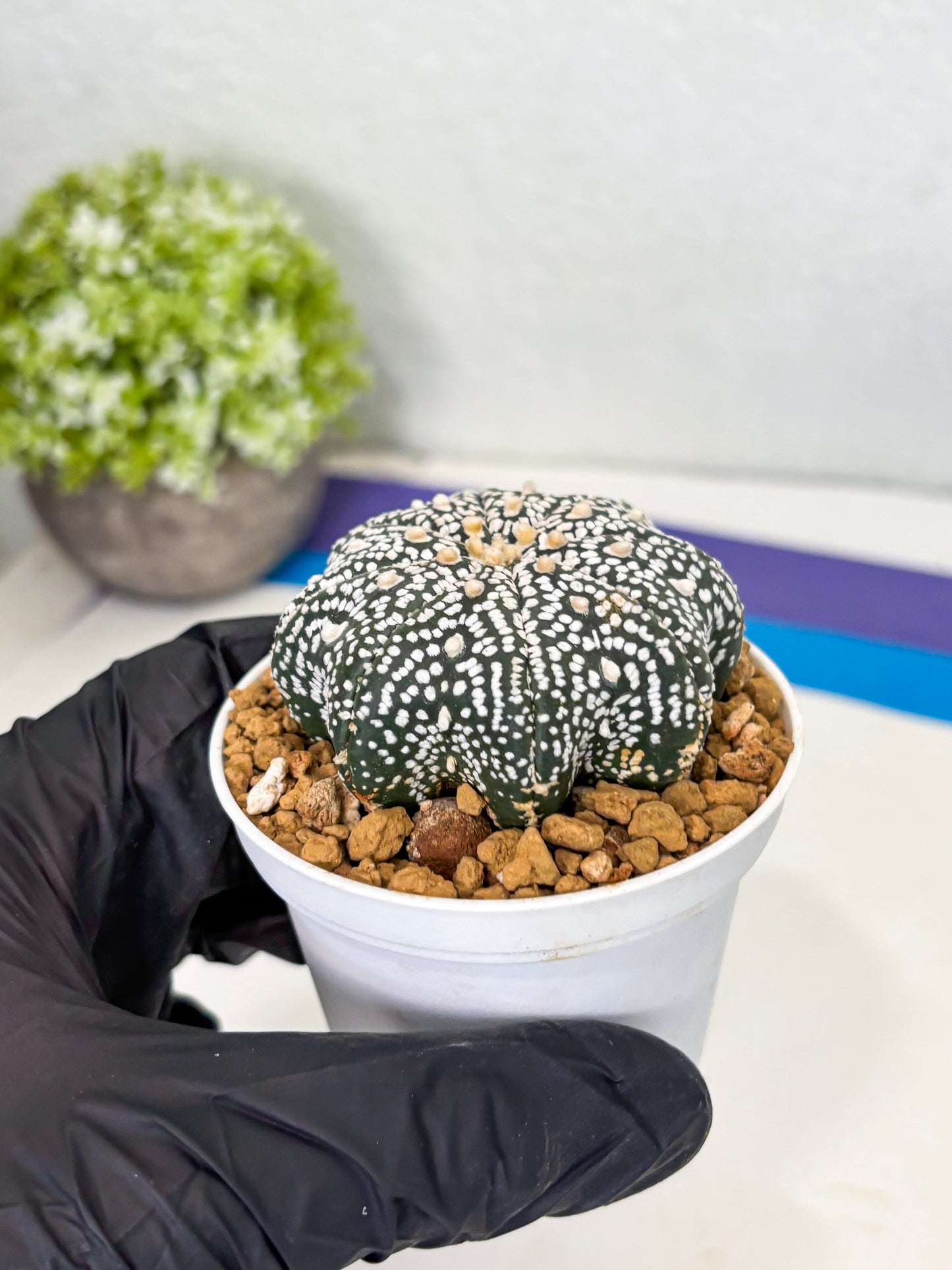 Astrophytum Star Shape (at3) (p4) | Very Rare Cactus