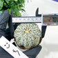 Astrophytum Super Kabuto (#T7C) | Las Vegas Botanical Shop | 3" Pot