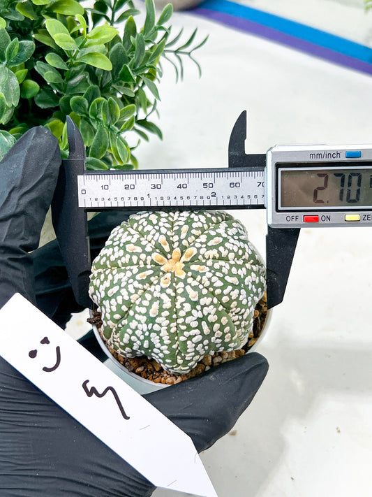 Astrophytum Super Kabuto (#T7C) | Las Vegas Botanical Shop | 3" Pot