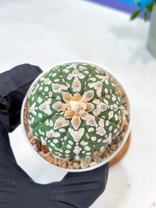 Astrophytum V-Type (T8) (y4) | Imported From Japan