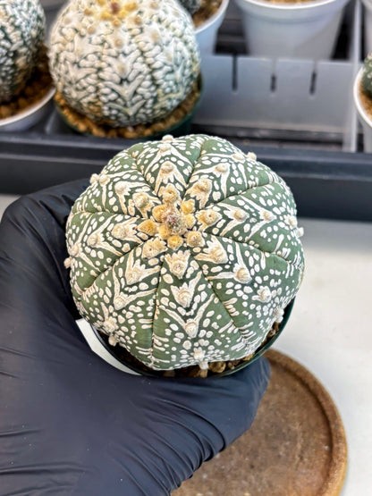 Astrophytum V-Type (at6) (y4) | Rare Star Cactus