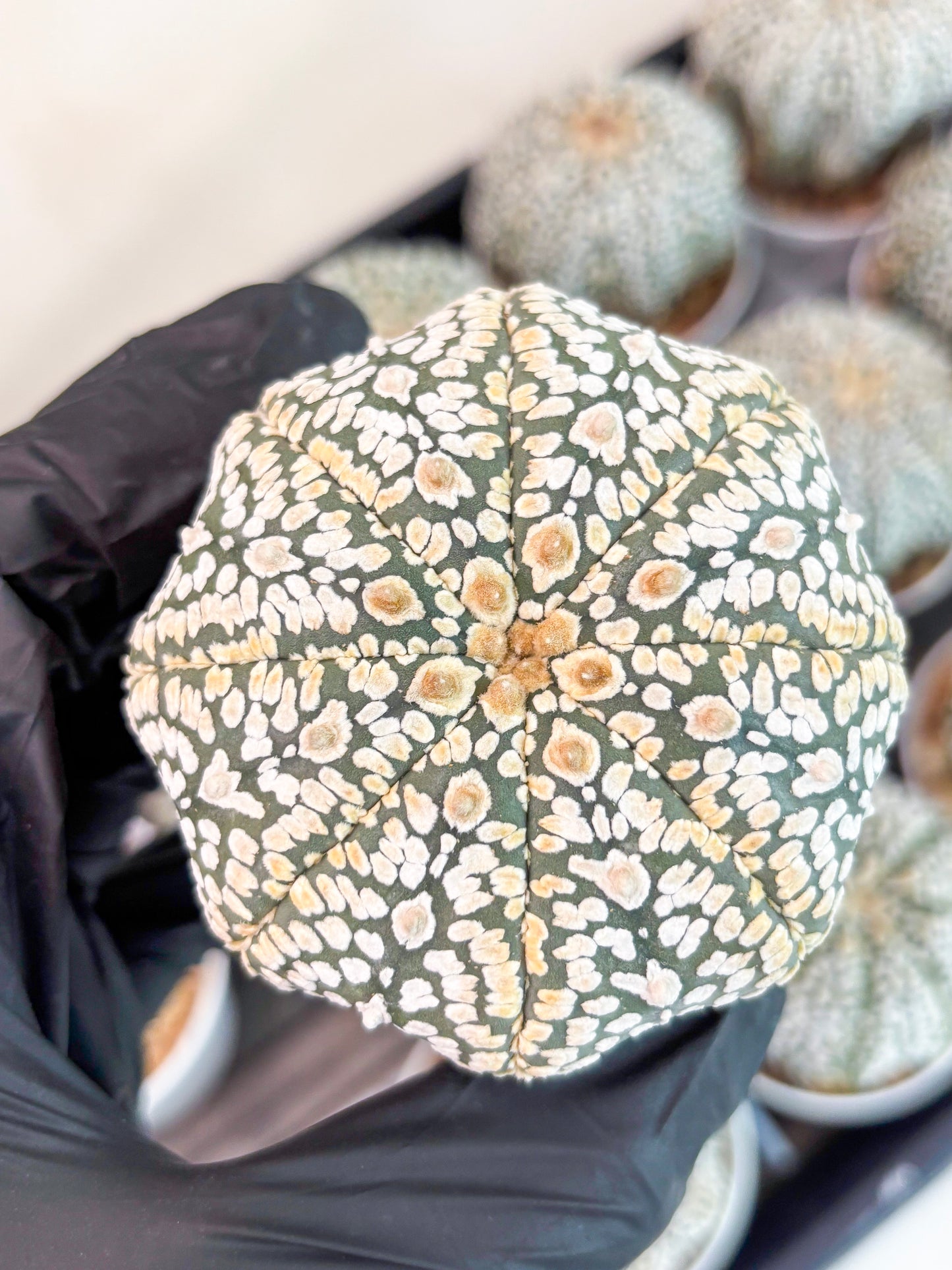 Astrophytum Super Kabuto (t7) (y7) | Imported Plants | 3" Pot