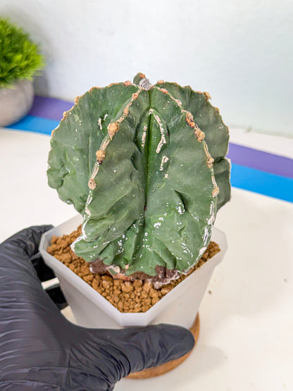 Astrophytum myriostigma 'Fukuryu' (yy) | Desert Plant