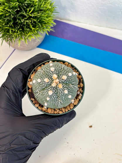 Astrophytum Fukuryu (at8) (09) | Rare Plant | Succulent Cactus