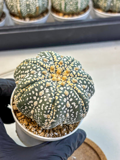 Astrophytum Super Kabuto (at10) (10) | sand dollar cactus