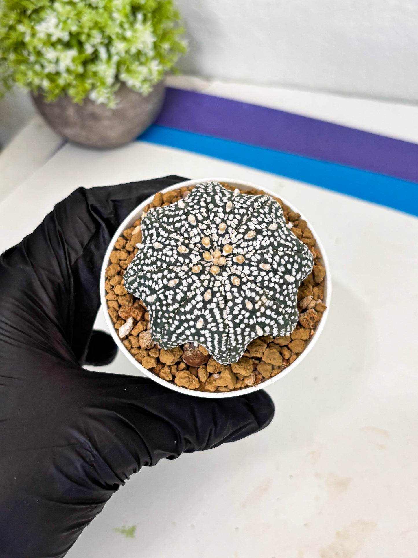 Astrophytum Star Shape (at3) (p4) | Very Rare Cactus