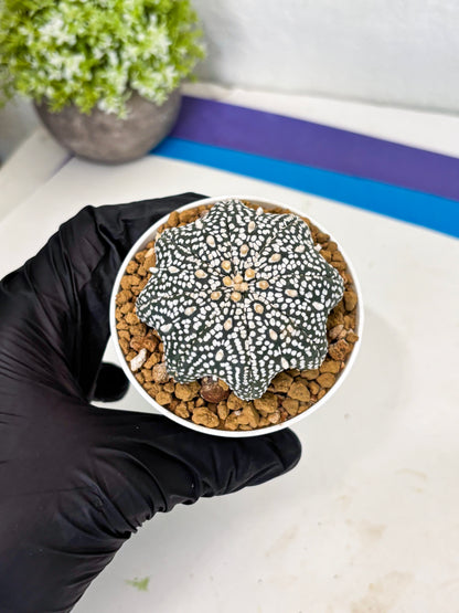 Astrophytum Star Shape (at3) (p4) | Very Rare Cactus