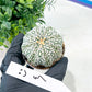 Astrophytum Super Kabuto (#T7C) | Las Vegas Botanical Shop | 3" Pot