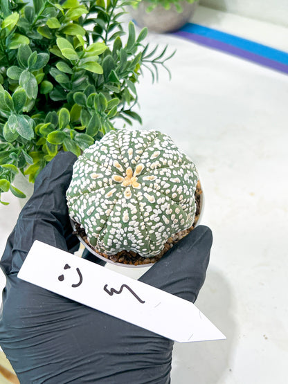 Astrophytum Super Kabuto (#T7C) | Las Vegas Botanical Shop | 3" Pot