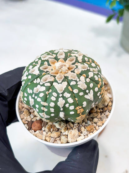 Astrophytum V-Type (T8) (y4) | Imported From Japan
