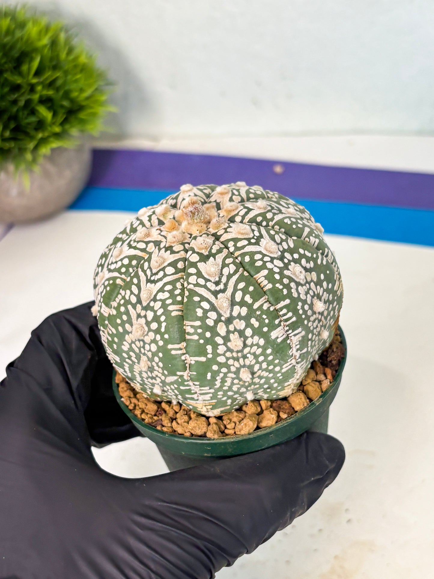 Astrophytum V-Type (at6) (y4) | Rare Star Cactus