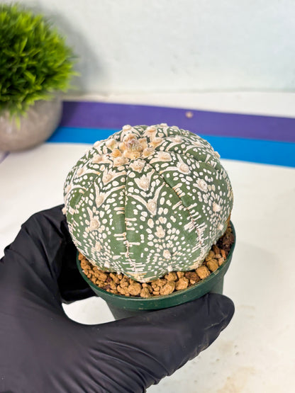 Astrophytum V-Type (at6) (y4) | Rare Star Cactus
