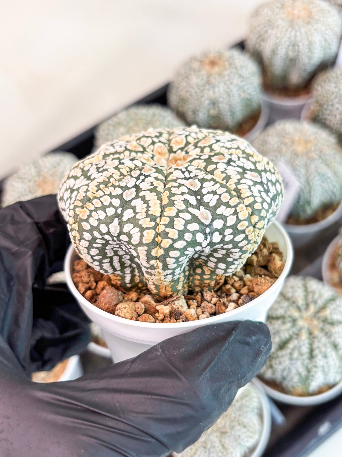 Astrophytum Super Kabuto (t7) (y7) | Imported Plants | 3" Pot