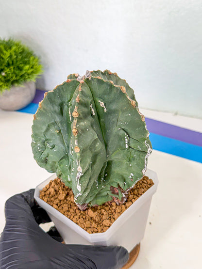 Astrophytum myriostigma 'Fukuryu' (yy) | Desert Plant