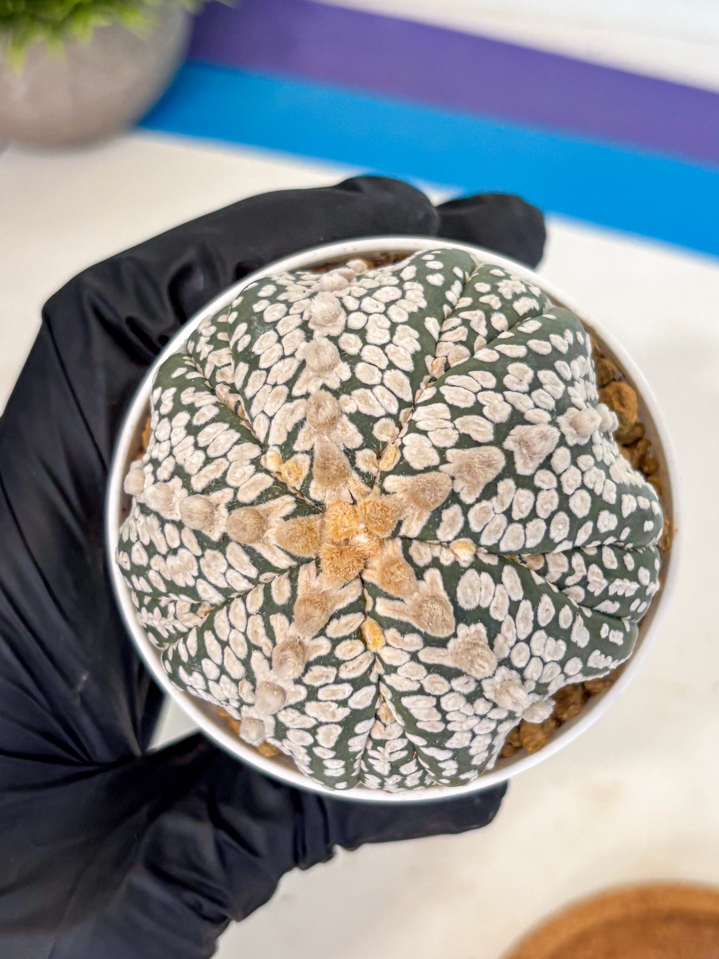 Astrophytum 5-Ribs (at7) (y7) | Living Rocks
