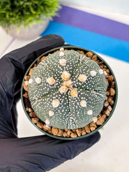 Astrophytum Fukuryu (at8) (09) | Rare Plant | Succulent Cactus