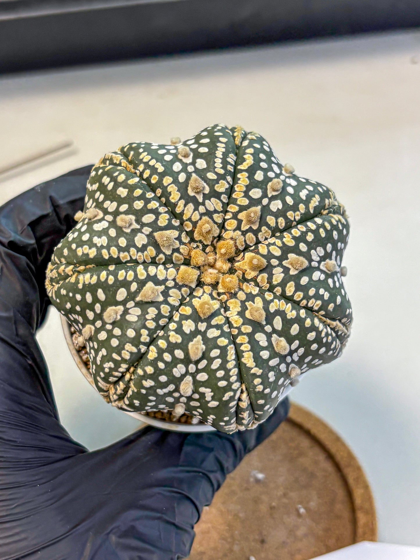 Astrophytum Super Kabuto (at10) (10) | sand dollar cactus