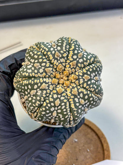 Astrophytum Super Kabuto (at10) (10) | sand dollar cactus