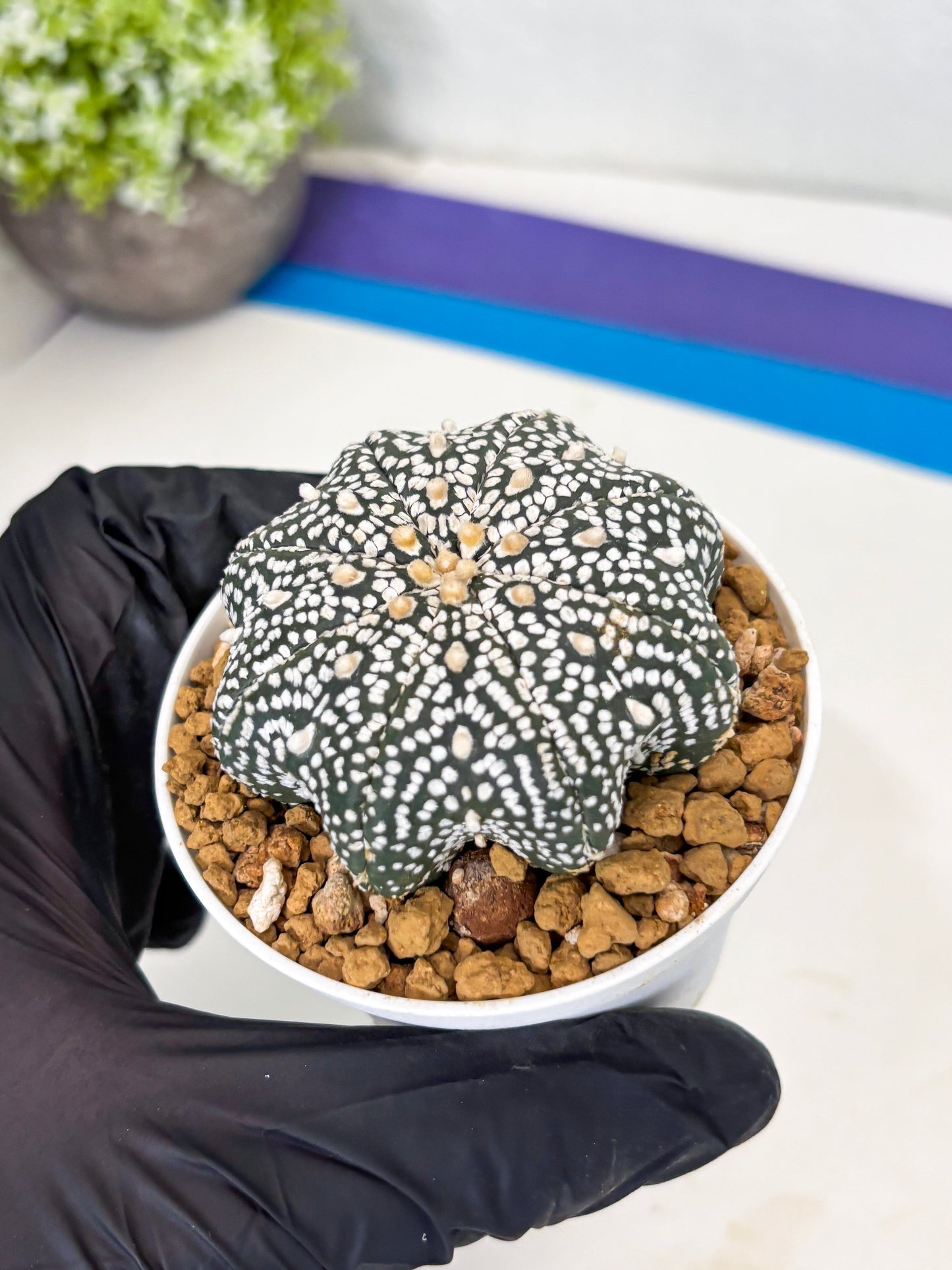 Astrophytum Star Shape (at3) (p4) | Very Rare Cactus