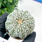 Astrophytum Super Kabuto (#T7C) | Las Vegas Botanical Shop | 3" Pot