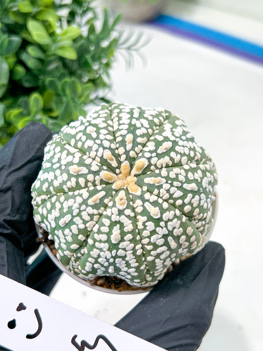 Astrophytum Super Kabuto (#T7C) | Las Vegas Botanical Shop | 3" Pot