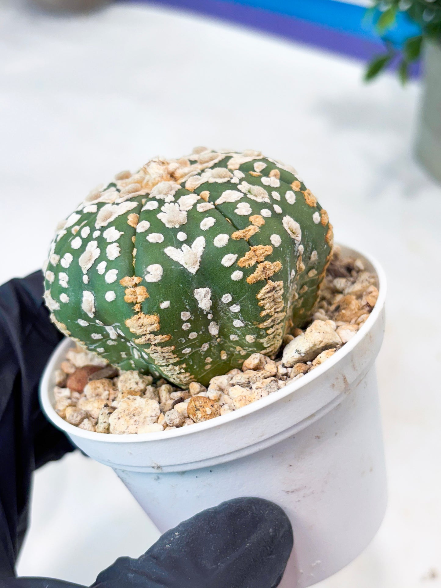 Astrophytum V-Type (T8) (y4) | Imported From Japan
