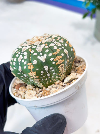 Astrophytum V-Type (T8) (y4) | Imported From Japan