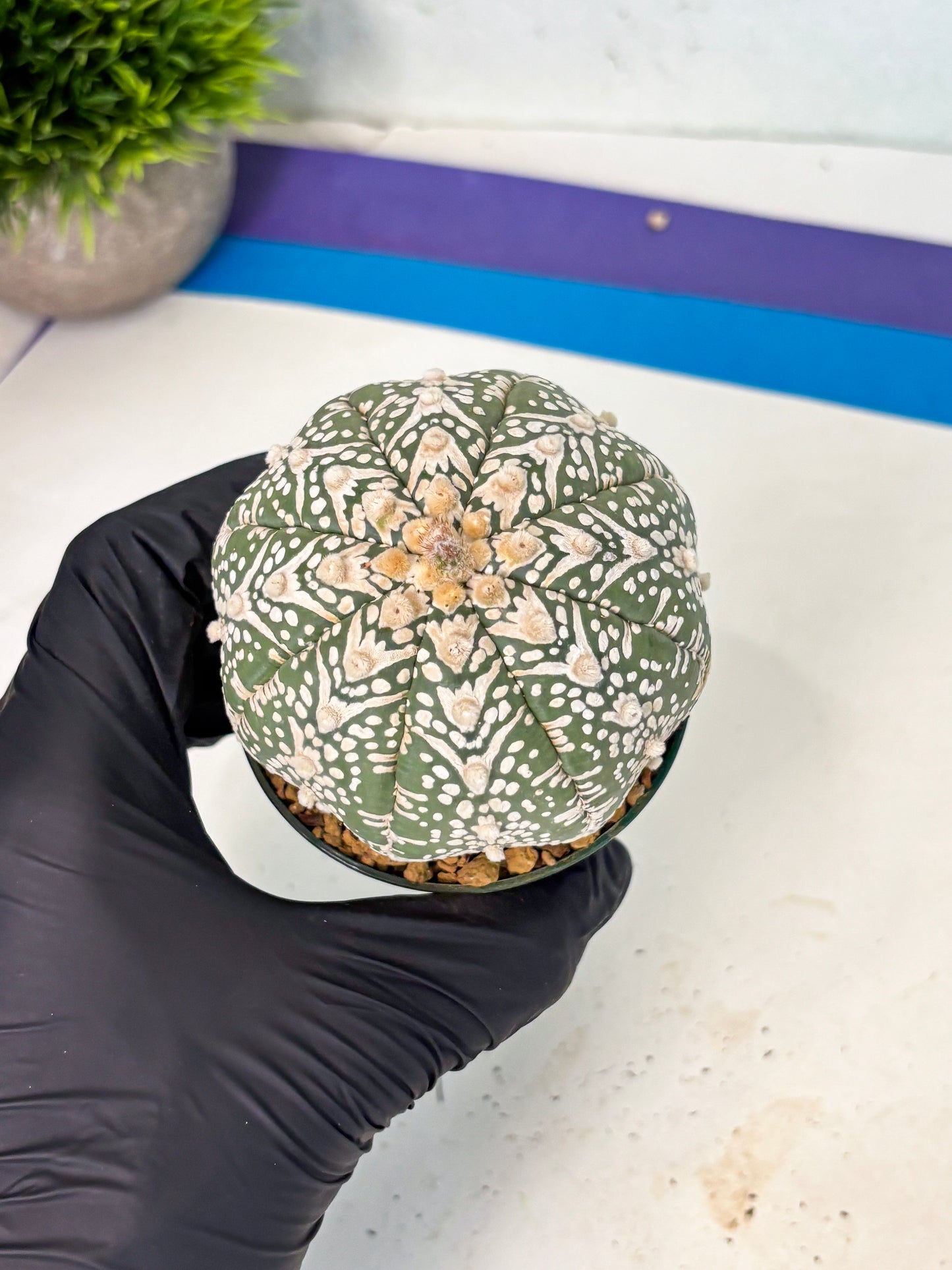 Astrophytum V-Type (at6) (y4) | Rare Star Cactus