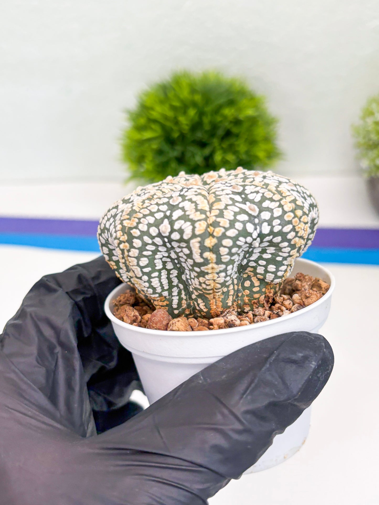 Astrophytum Super Kabuto (t7) (y7) | Imported Plants | 3" Pot