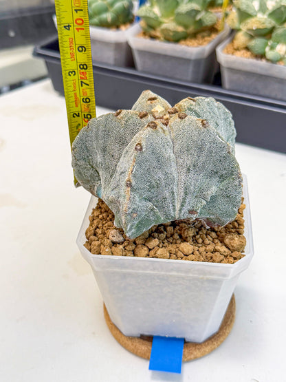 Astrophytum myriostigma (bb) | Desert Plant