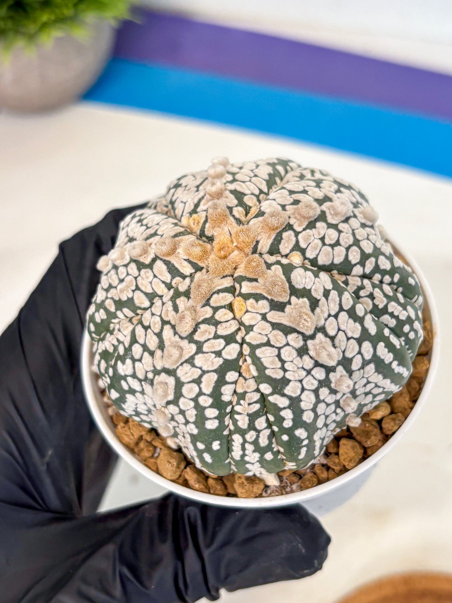 Astrophytum 5-Ribs (at7) (y7) | Living Rocks