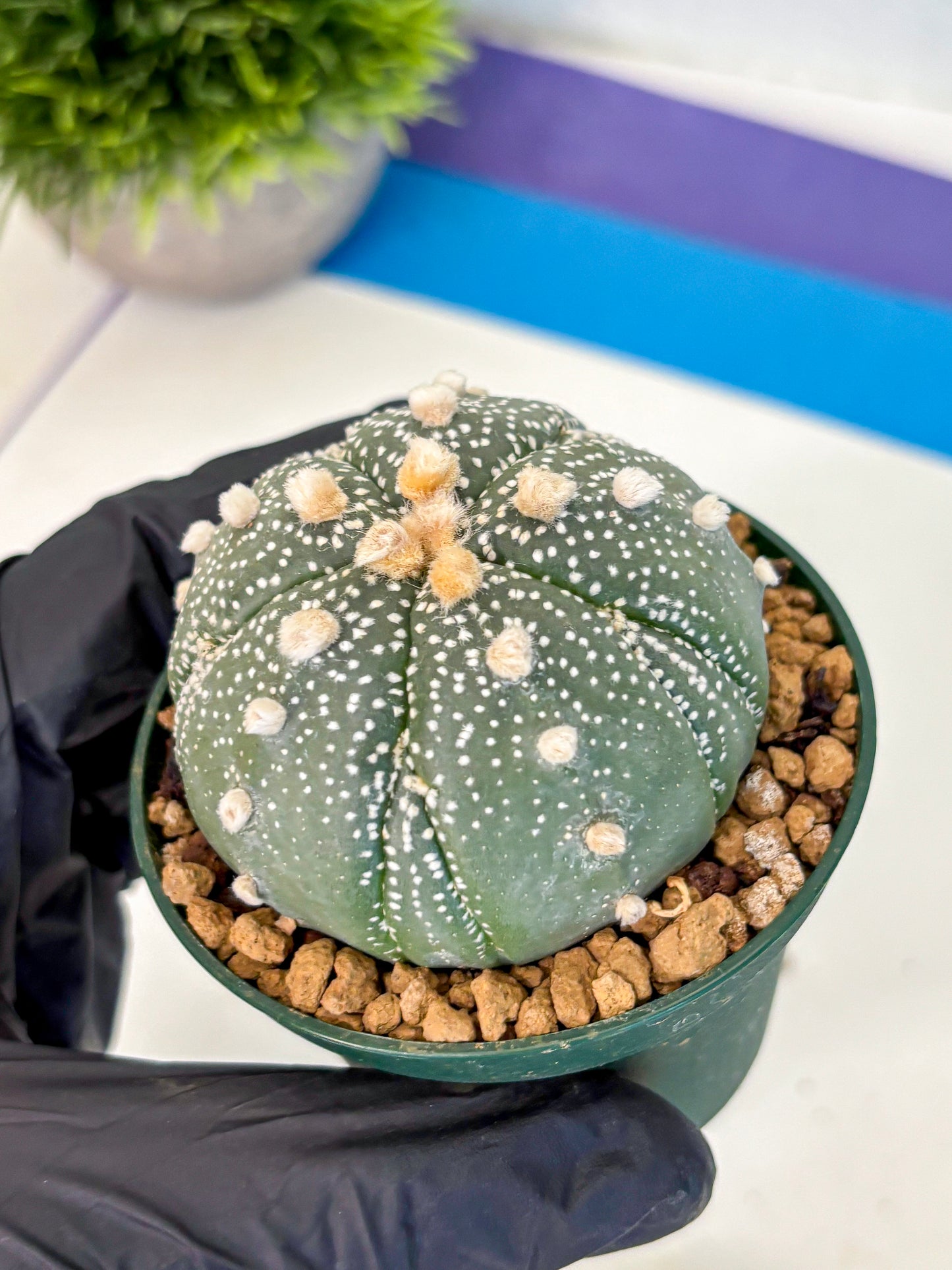 Astrophytum Fukuryu (at8) (09) | Rare Plant | Succulent Cactus