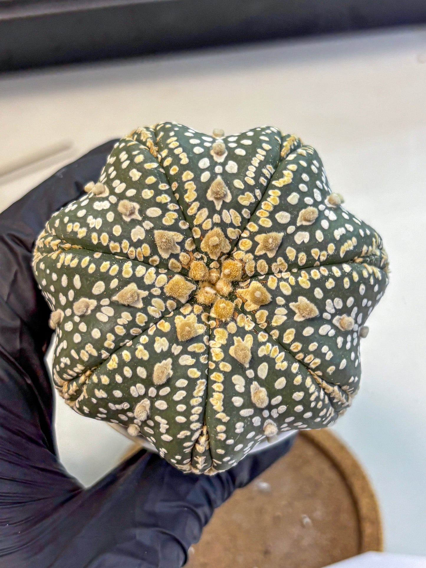 Astrophytum Super Kabuto (at10) (10) | sand dollar cactus