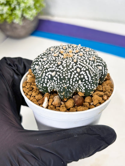 Astrophytum Star Shape (at3) (p4) | Very Rare Cactus