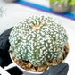 Astrophytum Super Kabuto (#T7C) | Las Vegas Botanical Shop | 3" Pot