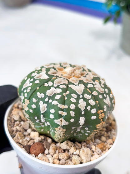 Astrophytum V-Type (T8) (y4) | Imported From Japan