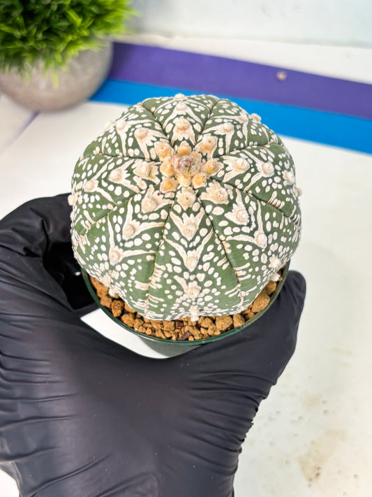 Astrophytum V-Type (at6) (y4) | Rare Star Cactus