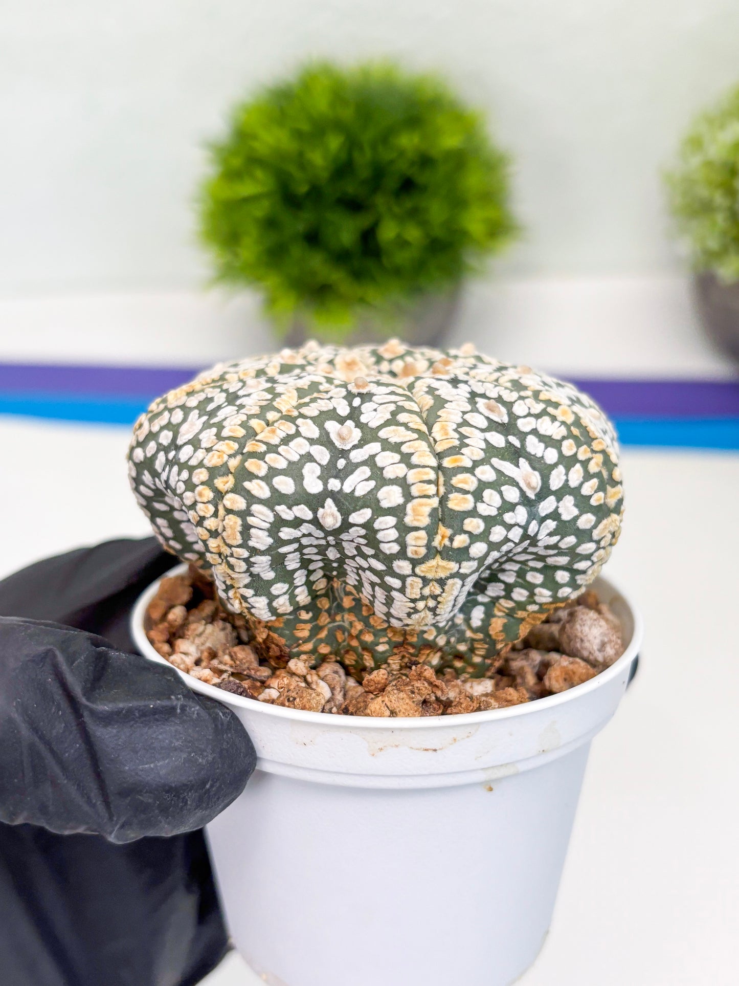 Astrophytum Super Kabuto (t7) (y7) | Imported Plants | 3" Pot