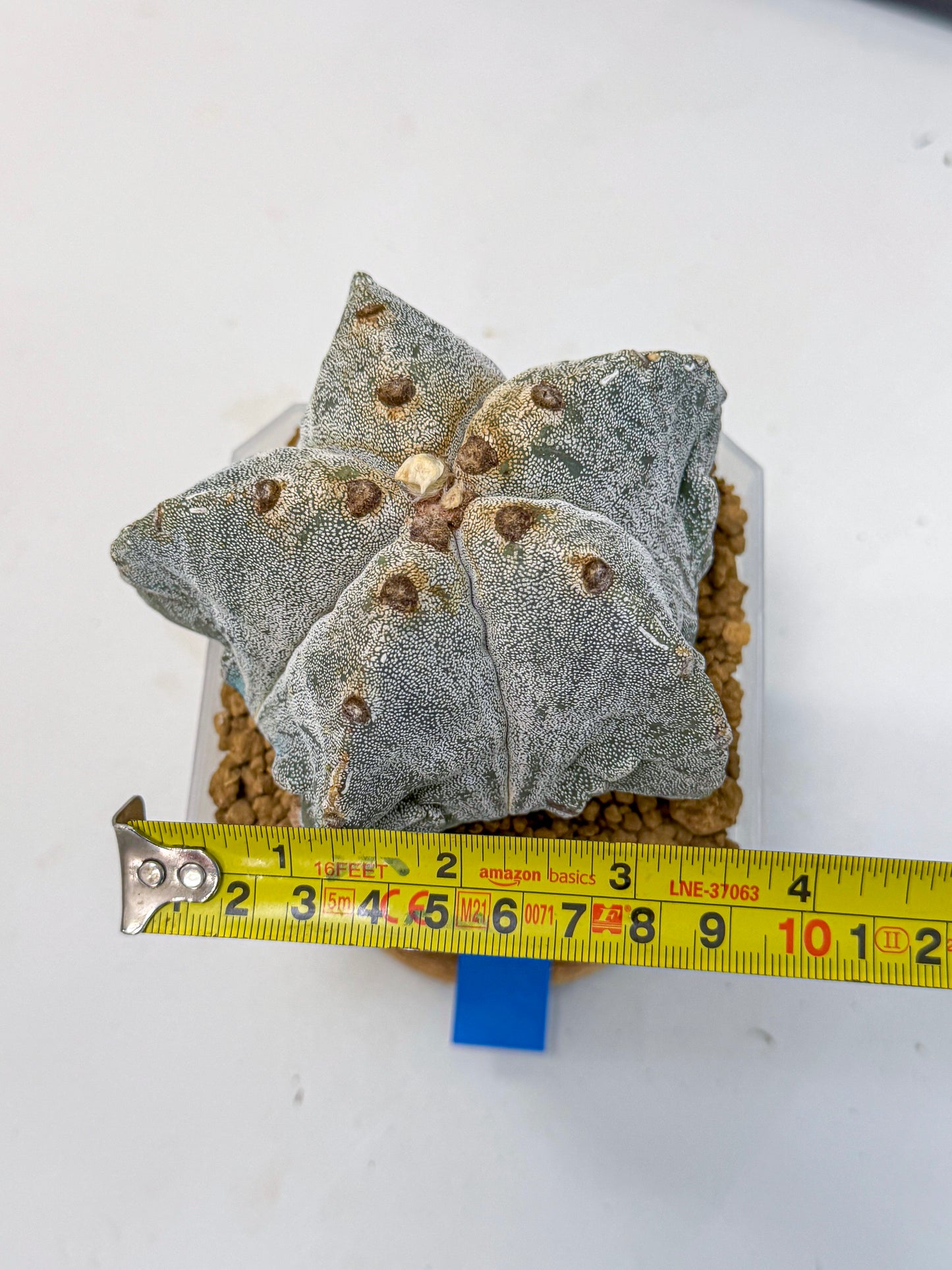 Astrophytum myriostigma (bb) | Desert Plant