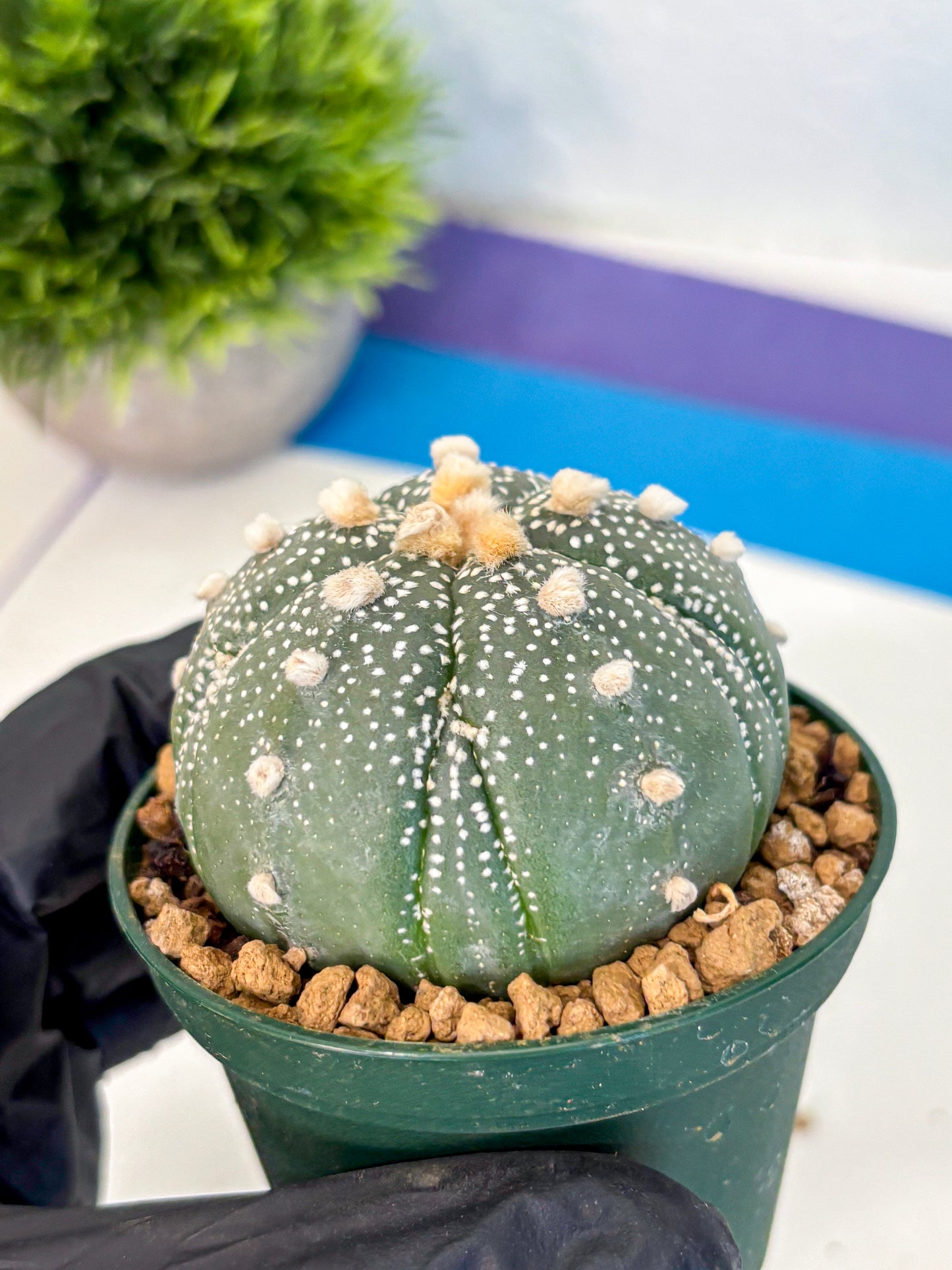 Astrophytum Fukuryu (at8) (09) | Rare Plant | Succulent Cactus