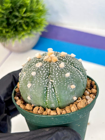 Astrophytum Fukuryu (at8) (09) | Rare Plant | Succulent Cactus